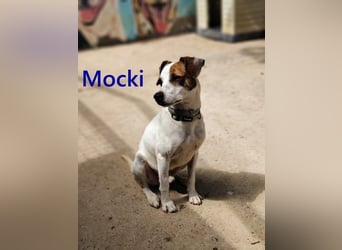Mocki geb. 06/2023 (in Deutschland) - loyaler Hundejunge sucht seine Menschen!