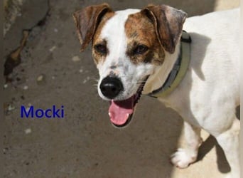 Mocki geb. 06/2023 (in Deutschland) - loyaler Hundejunge sucht seine Menschen!