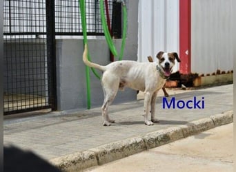 Mocki geb. 06/2023 (in Deutschland) - loyaler Hundejunge sucht seine Menschen!