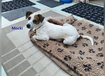 Mocki geb. 06/2023 (in Deutschland) - loyaler Hundejunge sucht seine Menschen!