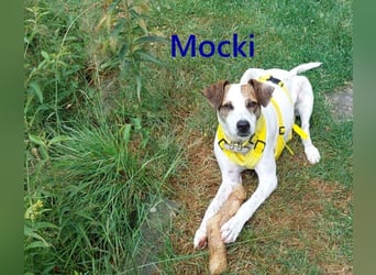 Mocki geb. 06/2023 (in Deutschland) - loyaler Hundejunge sucht seine Menschen!