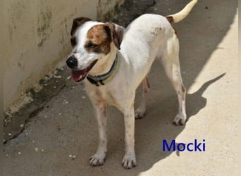 Mocki geb. 06/2023 (in Deutschland) - loyaler Hundejunge sucht seine Menschen!
