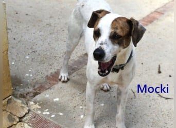 Mocki geb. 06/2023 (in Deutschland) - loyaler Hundejunge sucht seine Menschen!