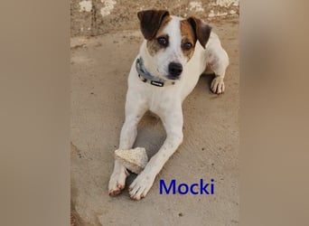 Mocki geb. 06/2023 (in Deutschland) - loyaler Hundejunge sucht seine Menschen!