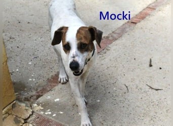 Mocki geb. 06/2023 (in Deutschland) - loyaler Hundejunge sucht seine Menschen!
