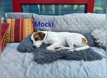 Mocki geb. 06/2023 (in Deutschland) - loyaler Hundejunge sucht seine Menschen!
