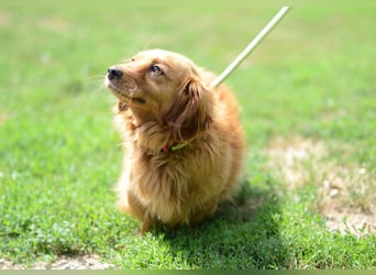 Magyi