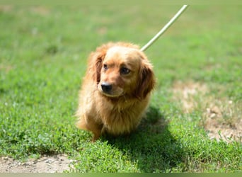 Magyi