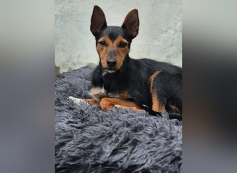 Heidi sucht ihre Herzensmenschen