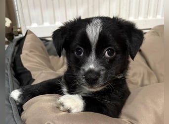 Jody, geb. ca. 10/2025, lebt in GRIECHENLAND, auf einer privaten Pflegestelle