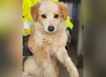 Frederic, geb. ca. 08/2025, lebt in GRIECHENLAND, im städt. Tierheim Serres