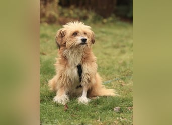 Willi, geb. ca. 09/2023, lebt auf einer Pflegestelle in 30655 Hannover