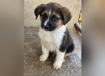 Boreas, geb. ca. 10/2025, lebt in GRIECHENLAND, im städt. Tierheim Serres, 69151 Neckargemünd 69