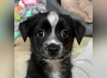 Jody, geb. ca. 10/2025, lebt in GRIECHENLAND, auf einer privaten Pflegestelle