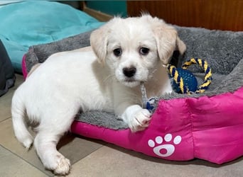 Mary Lou, geb. ca. 10/2025, lebt in GRIECHENLAND, auf einer privaten Pflegestelle