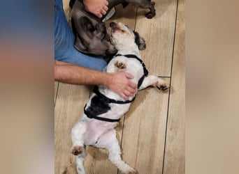 Günni, geb. ca. 12/2023, lebt auf einer Pflegestelle in 45896 Gelsenkirchen