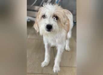 Eko, geb. ca 11/2021, lebt auf einer Pflegestelle in 53940 Hellenthal