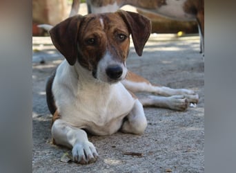 Tanu, geb. ca. 11/2024, lebt in GRIECHENLAND, auf einer privaten Pflegestelle