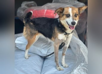 Foxy, geb. ca. 06/2024, lebt in GRIECHENLAND, auf einer privaten Pflegestelle