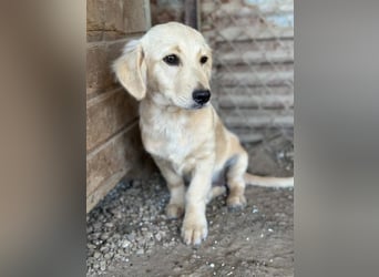 Fina geb. ca. 03/2026, lebt in GRIECHENLAND, im städt. Tierheim Serres