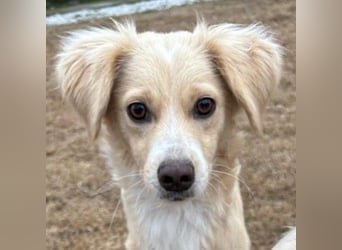 Hazel, geb. ca.02/2025, lebt in GRIECHENLAND, auf einer privaten Pflegestelle