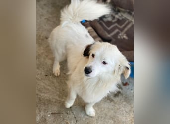 Voddi, geb. ca. 01/2025, lebt in GRIECHENLAND, im städt. Tierheim Serres, 39108 Magdeburg