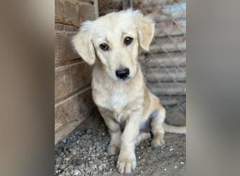 Fina geb. ca. 03/2026, lebt in GRIECHENLAND, im städt. Tierheim Serres