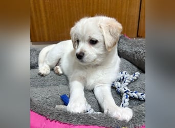 Mary Lou, geb. ca. 10/2025, lebt in GRIECHENLAND, auf einer privaten Pflegestelle