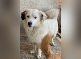 Voddi, geb. ca. 01/2025, lebt in GRIECHENLAND, im städt. Tierheim Serres, 39108 Magdeburg