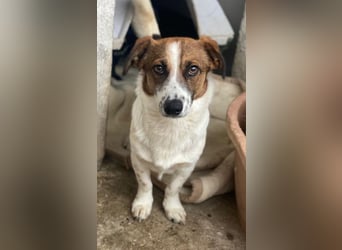 Lio, geb. ca. 06/2024, lebt auf einer Pflegestelle in 24103 Kiel