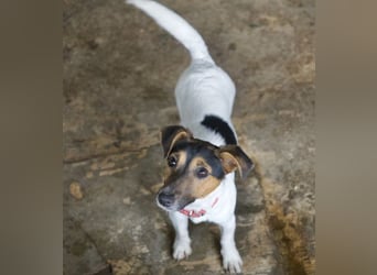 Möök, geb. ca. 04/2025, lebt in GRIECHENLAND, auf einer privaten Pflegestelle