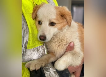 Frederic, geb. ca. 08/2025, lebt in GRIECHENLAND, im städt. Tierheim Serres