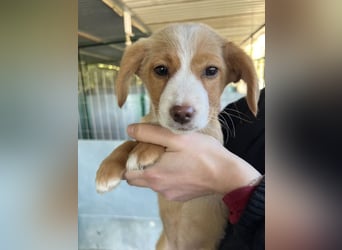 Wanda Rory, geb. ca.08/2025, lebt in GRIECHENLAND, auf einer privaten Pflegestelle