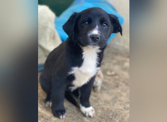 Peach, geb. ca. 10/2025, lebt in GRIECHENLAND, im städt. Tierheim Serres