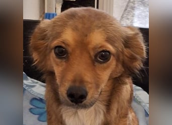 Ardyn, geb. ca. 04/2024, lebt auf einer Pflegestelle in 79206 Gündlingen