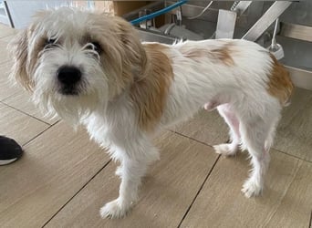 Eko, geb. ca 11/2021, lebt auf einer Pflegestelle in 53940 Hellenthal