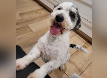 Günni, geb. ca. 12/2023, lebt auf einer Pflegestelle in 45896 Gelsenkirchen