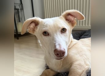 Francky Stanley, geb. ca. 08/2025, lebt auf einer Pflegestelle in 81929 München