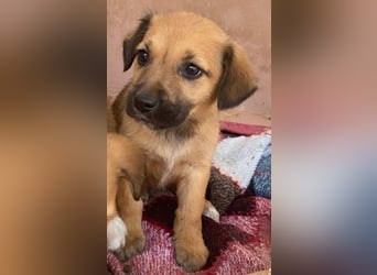 Monica, geb. ca. 11/2025, lebt in GRIECHENLAND, im städt. Tierheim Serres