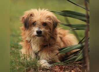 Willi, geb. ca. 09/2023, lebt auf einer Pflegestelle in 30655 Hannover