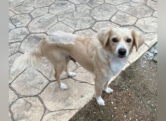 Hazel, geb. ca.02/2025, lebt in GRIECHENLAND, auf einer privaten Pflegestelle