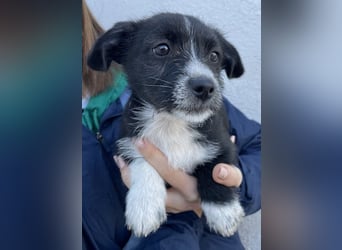 Phoebe, geb. ca. 08/2025 lebt in GRIECHENLAND, auf einer privaten Pflegestelle