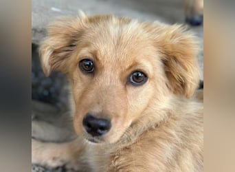 Audrey, geb. ca. 03/2026, lebt in GRIECHENLAND, im städt. Tierheim Serres