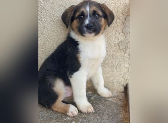 Boreas, geb. ca. 10/2025, lebt in GRIECHENLAND, im städt. Tierheim Serres, 69151 Neckargemünd 69