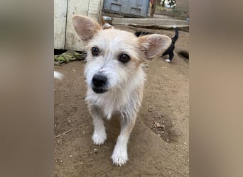 Trulla, geb. ca. 05/2024, lebt auf einer Pflegestelle in 53947 Nettersheim