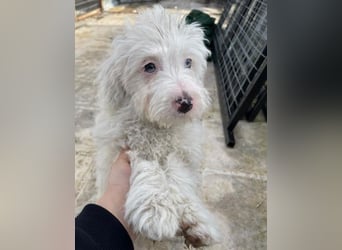 Elli, geb. ca. 08/2025, lebt in GRIECHENLAND, im städt. Tierheim Serres