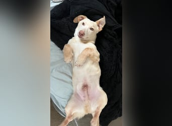 Francky Stanley, geb. ca. 08/2025, lebt auf einer Pflegestelle in 81929 München