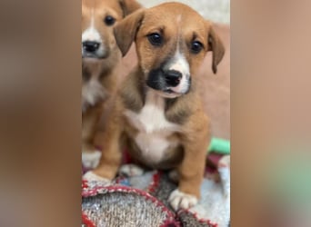 Kelana, geb. ca. 11/2025, lebt in GRIECHENLAND, im städt. Tierheim Serres