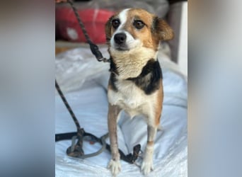 Foxy, geb. ca. 06/2024, lebt in GRIECHENLAND, auf einer privaten Pflegestelle
