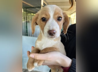 Wanda Rory, geb. ca.08/2025, lebt in GRIECHENLAND, auf einer privaten Pflegestelle